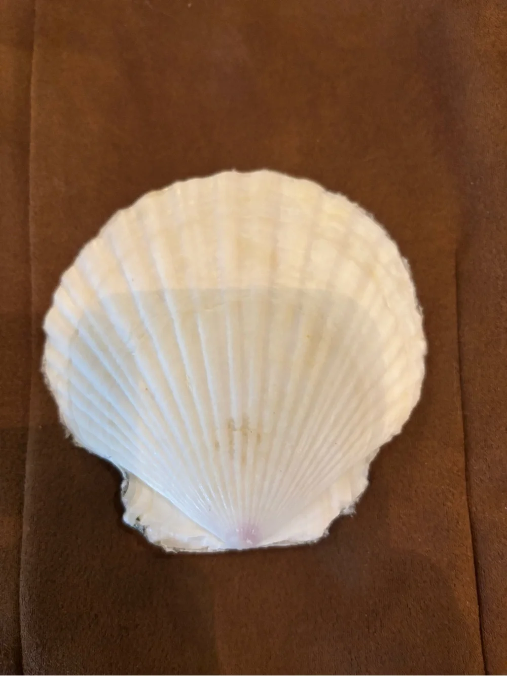 Western Style Handmade Shell Jewelry holder.